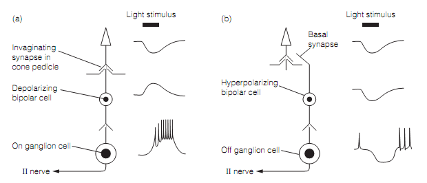 354_Bipolar cells and on and off channels 1.png